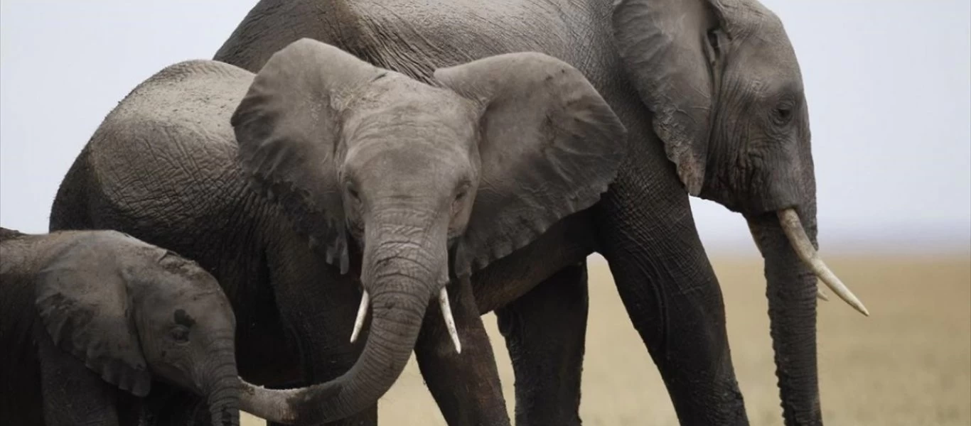 Φορτηγά παρατάχθηκαν για να εμποδίσουν ελέφαντες να πλησιάσουν σε σπίτια (βίντεο)